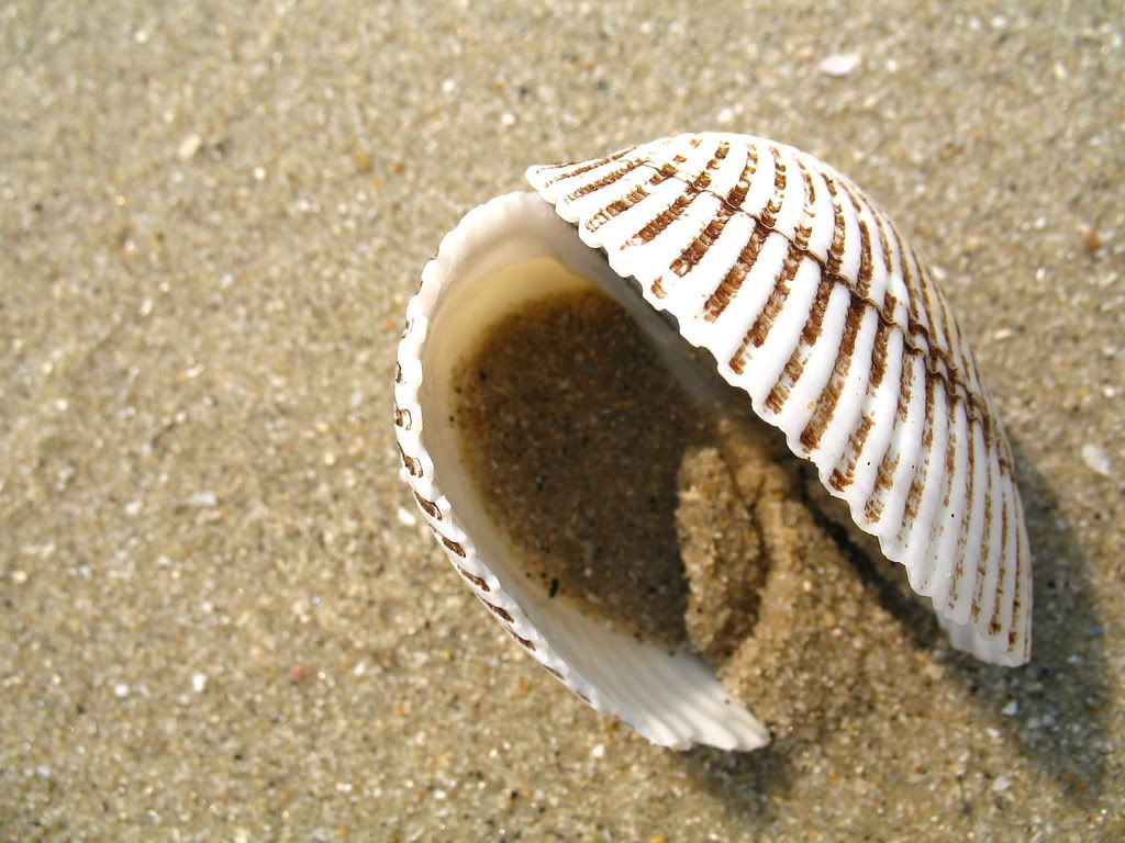 seashells020.jpg