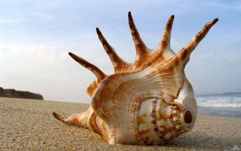 seashells021.jpg