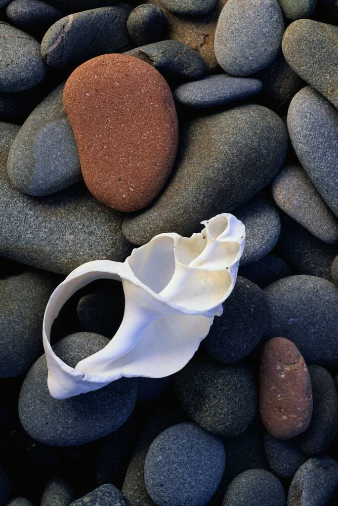 seashells022.jpg