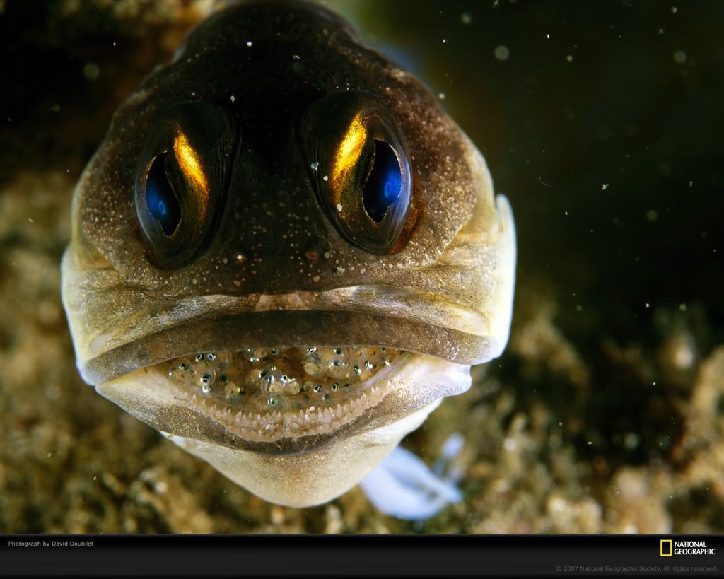 male-jawfish-978068-xl.jpg