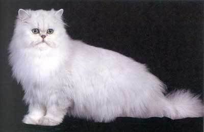 persian1.jpg