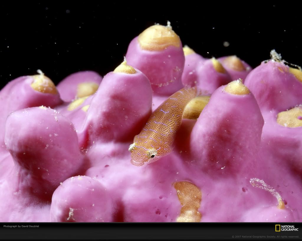 sea-squirts-and-clingfish-377523-xl.jpg