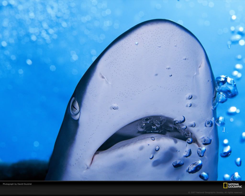 shark-and-bubbles-689679-xl.jpg
