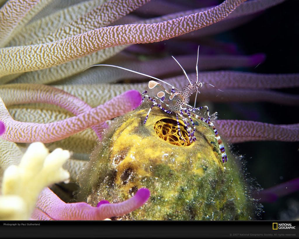 spotted-cleaner-shrimp-991621-xl.jpg