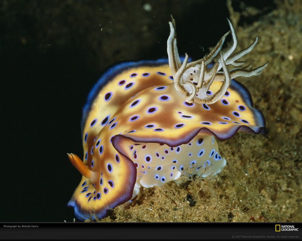 sulu-sea-nudibranch-697059-xl.jpg