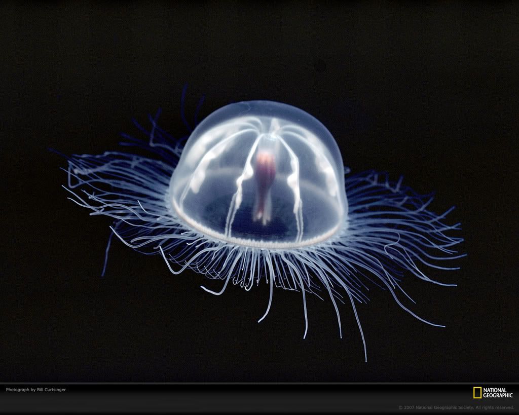 transparent-jellyfish-689547-xl.jpg