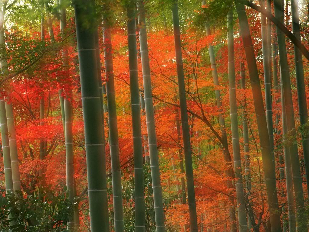 BambooForestArashiyamaParkKyotoJapa.jpg