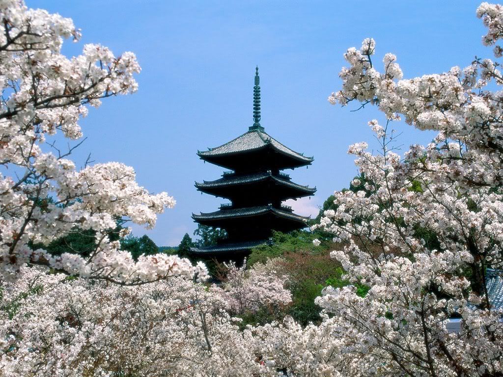 CherryBlossomsNinna-JiTempleGrounds.jpg