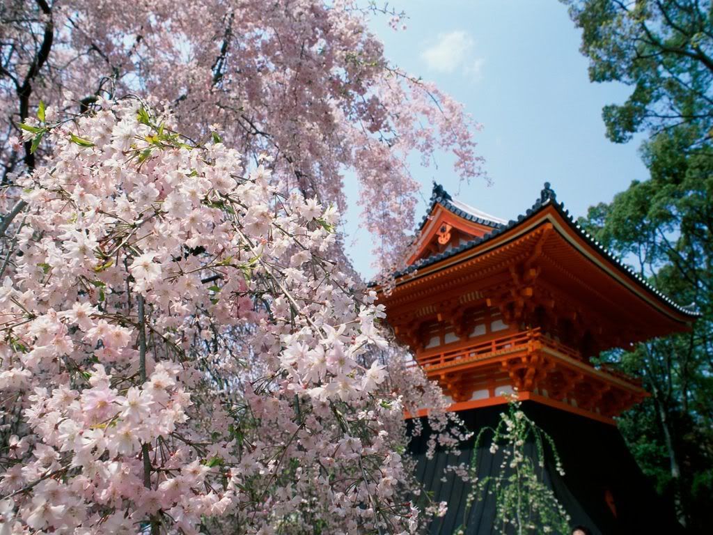 CherryBlossomsNinnajiTempleKyotoJap.jpg