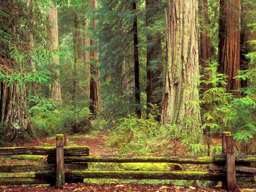 SentinelsofTimeBigBasinRedwoodState.jpg