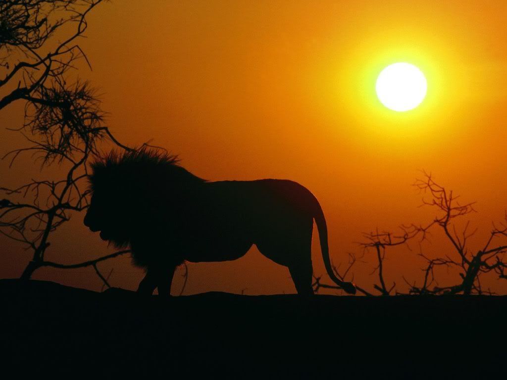 SilhouetteAfricanLion.jpg