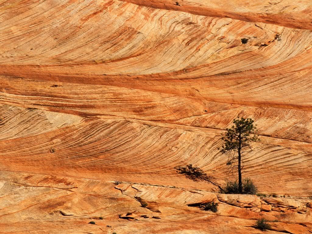 SingleTreeonSandstoneFormationZi-1.jpg