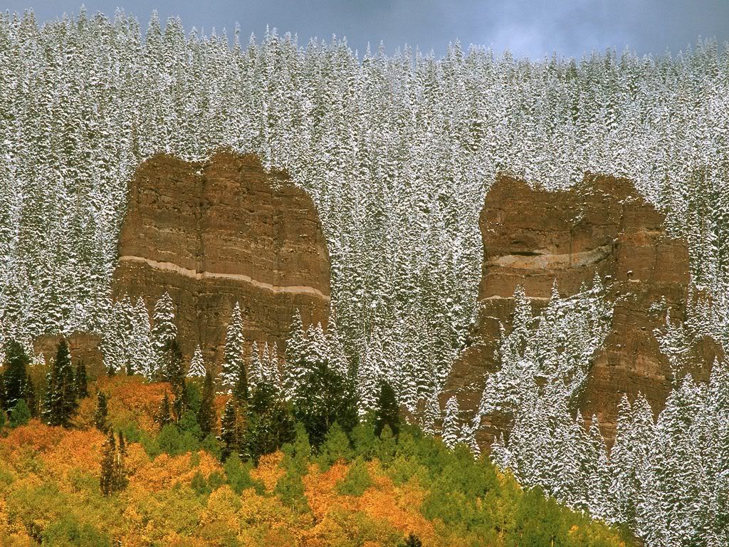 Snow-CoveredTreesColorado.jpg
