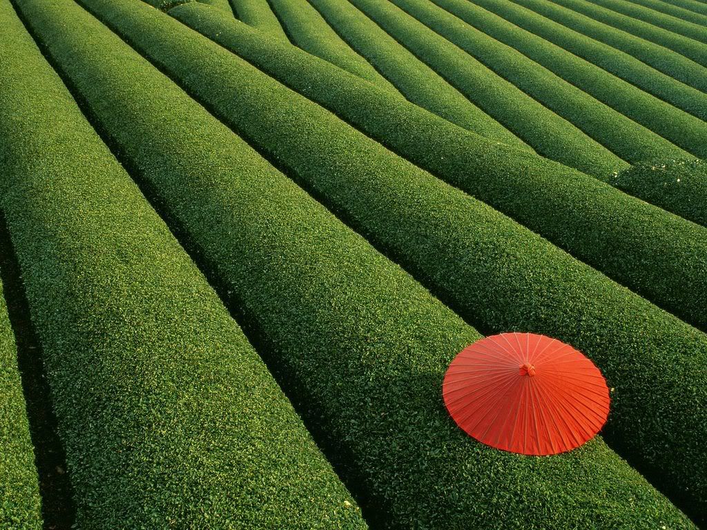 TeaFieldsJapan.jpg