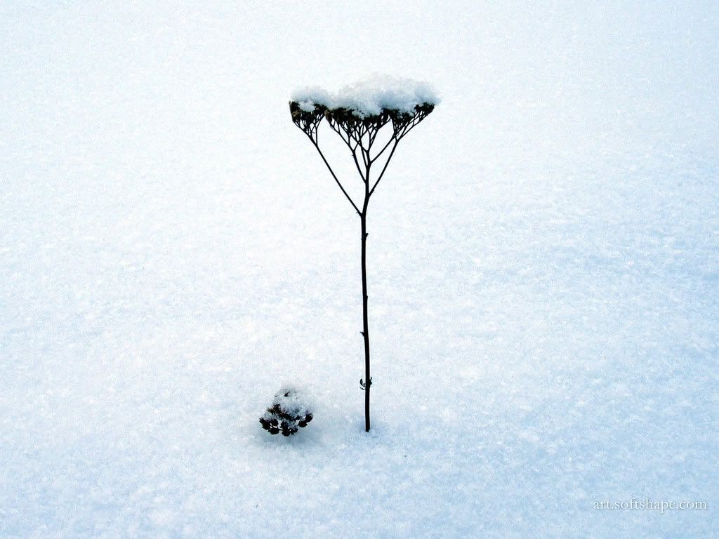 softshapeart_waitingforspring_1600x.jpg