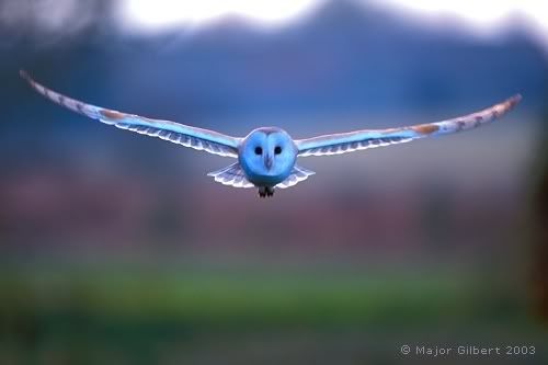 BarnOwlInFlight