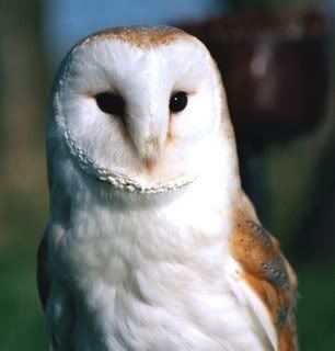ProudBarnOwl