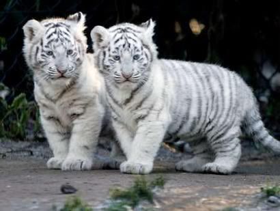 picture of tigers