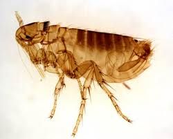fleas lice difference photo