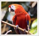 Macaw+parrot+facts