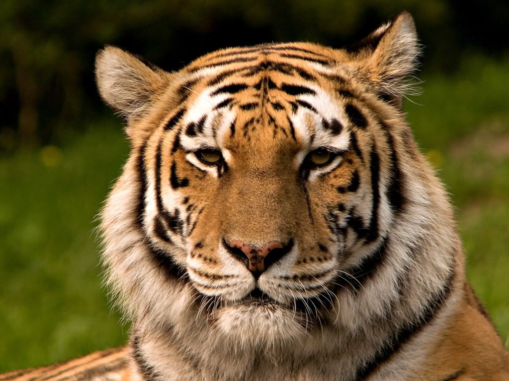Sumatran+tiger+facts