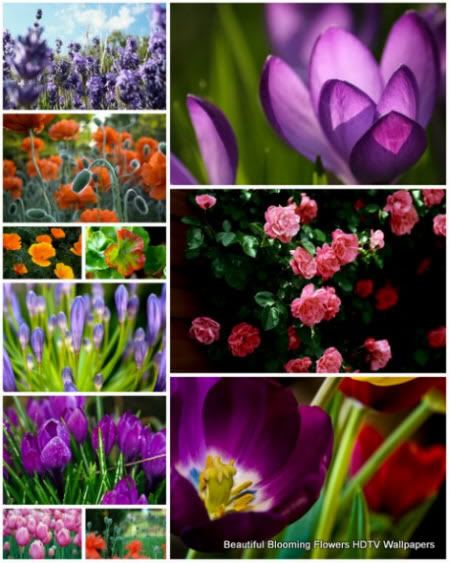 35 Beautiful Blooming Flowers HDTV Wallpapers - 2012