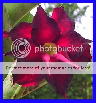 Adenium Obesum Desert Rose  Double Black Beauty  100 Seeds