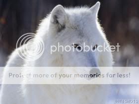 white wolf Pictures, Images and Photos