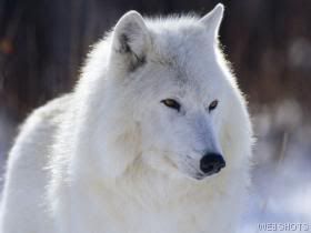 white wolf Pictures, Images and Photos