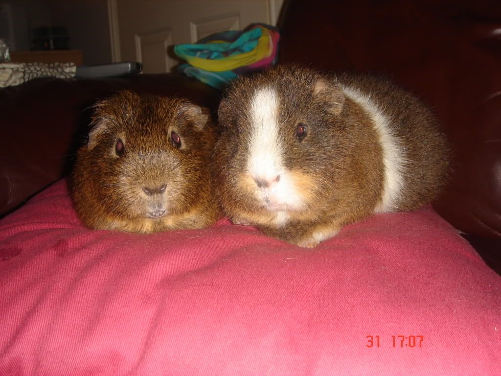 Animals032.jpg