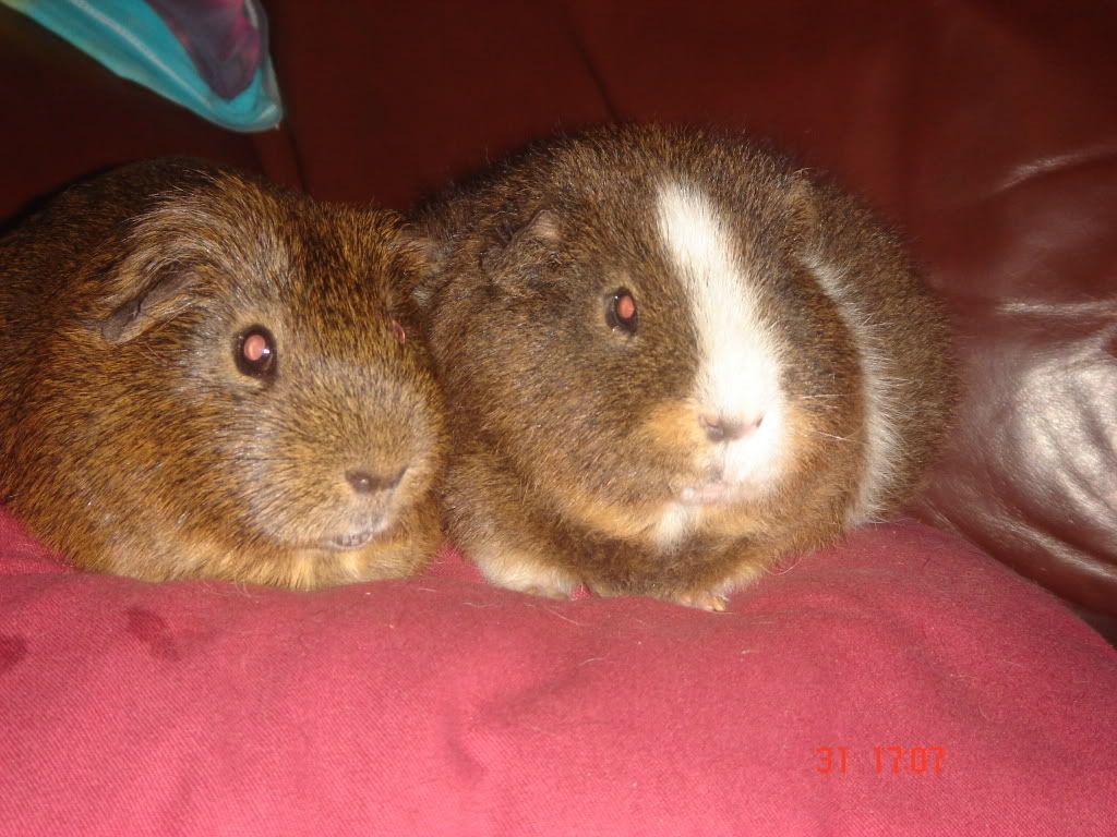 Animals033.jpg
