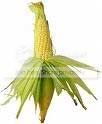 corn1.jpg